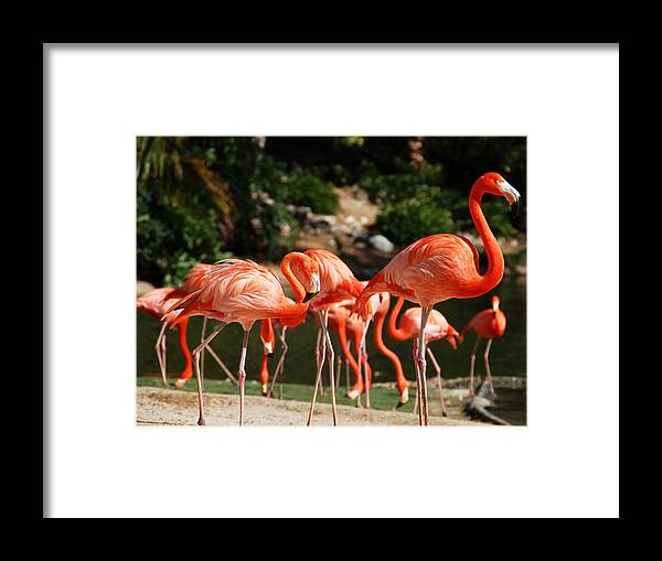 Flamingo Framed Print featuring the photograph Flamingos by Aimee L Maher ALM GALLERY