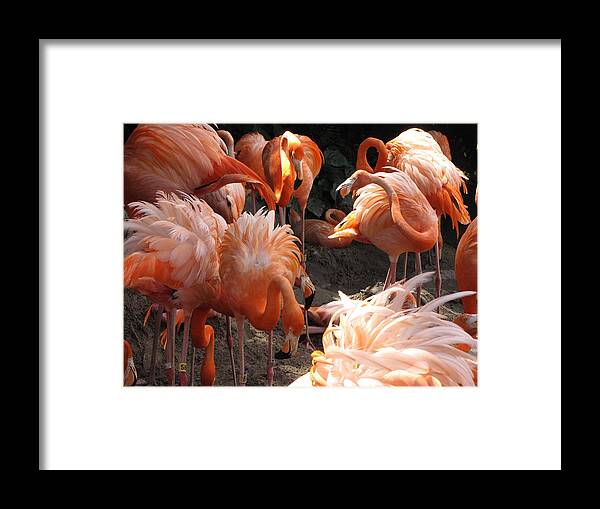 Flamingos Framed Print featuring the photograph Flamingos by Beth Vincent