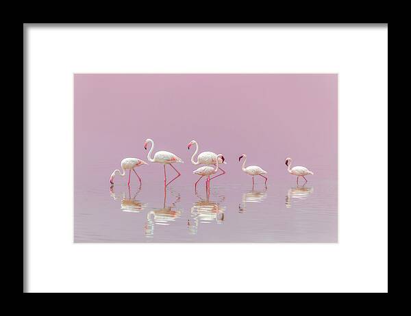 Flamingo Framed Print featuring the photograph Flamingos by Eiji Itoyama