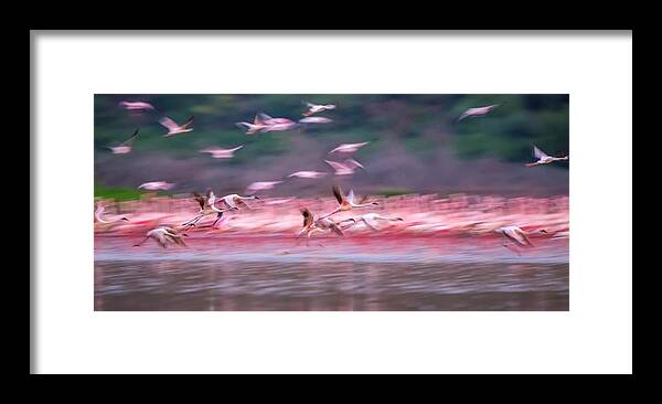 Flamingos Framed Print featuring the photograph Flamingos In Dawn by David Hua