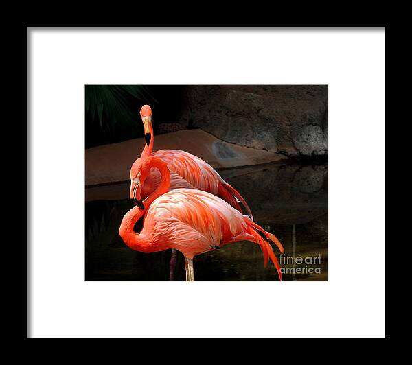 Flamingos Framed Print featuring the photograph Flamingos by Kristine Widney