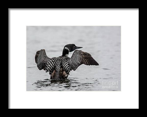 Loon Framed Print featuring the photograph Flapping Loon by Cheryl Baxter