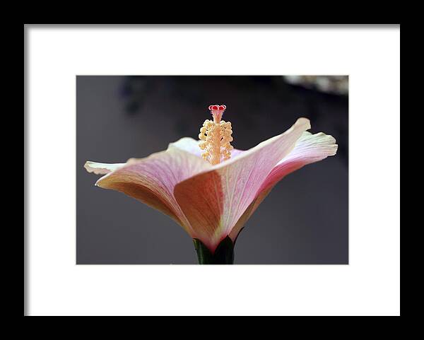  Framed Print featuring the photograph Flare 11 by Cheryl Boyer