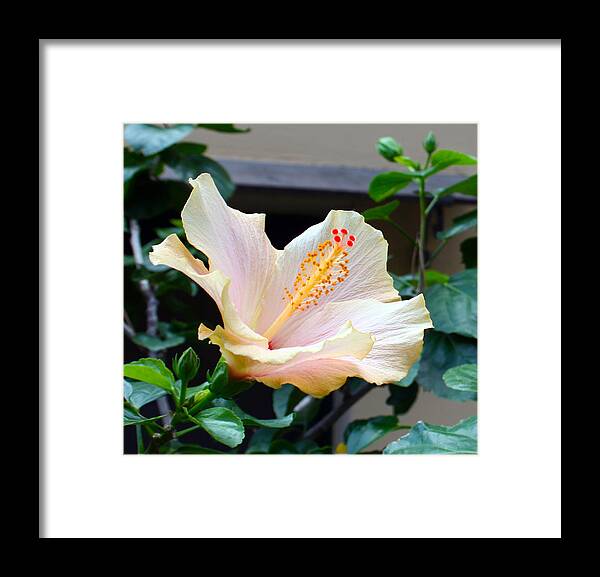  Framed Print featuring the photograph Flare 21 by Cheryl Boyer