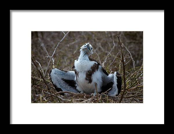 Galapagos Islands Framed Print featuring the photograph Flasher by David Beebe