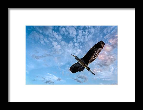 Great Blue Heron Framed Print featuring the photograph Flight Of The Heron by Bob Orsillo