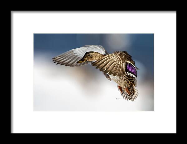 Duck Framed Print featuring the photograph Flight of the Mallard by Bob Orsillo