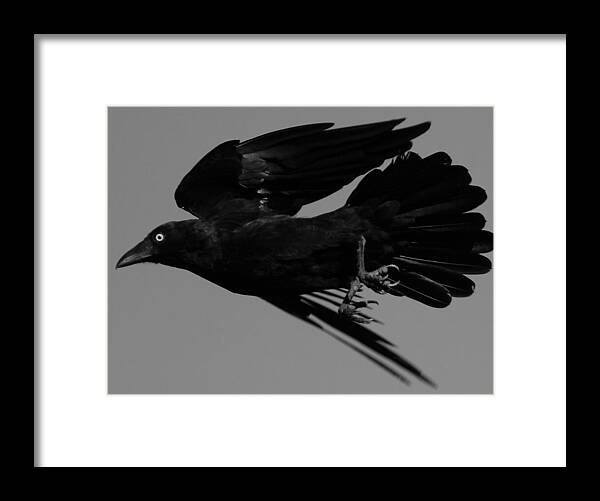 Raven Framed Print featuring the photograph Flight of the Raven by Bruce J Robinson