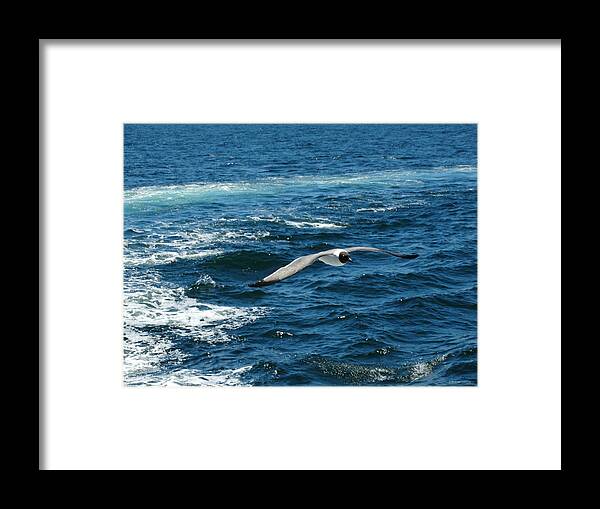 Flight Of The Seagull Framed Print featuring the photograph Flight of the Seagull by Dark Whimsy