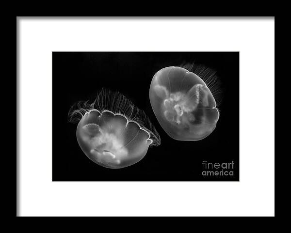 Black And White Framed Print featuring the photograph Floating Lamps by Mimi Ditchie