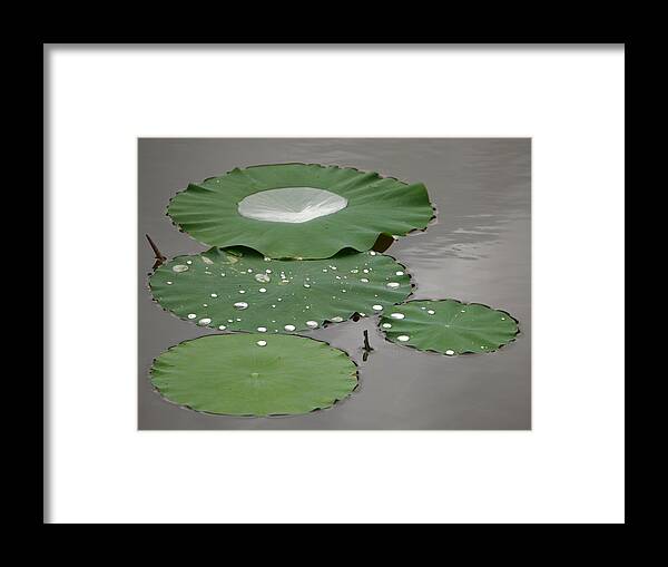 Lotus Leaves Framed Print featuring the photograph Floating lotus leaves by Jane Ford