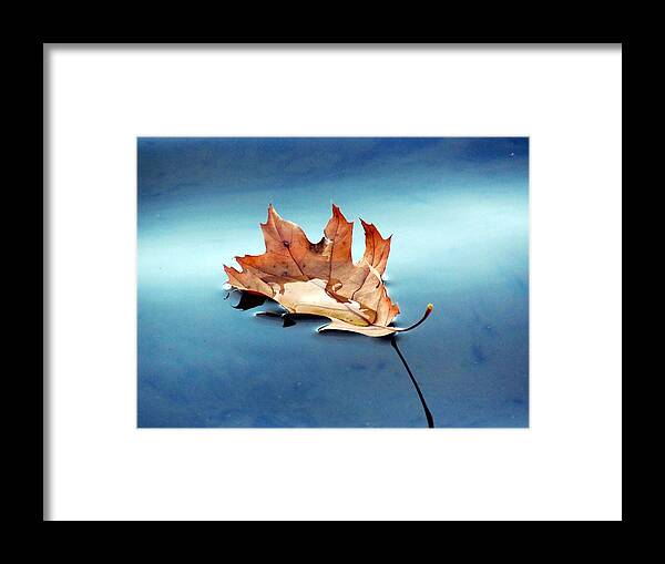 Leaf Framed Print featuring the photograph Floating Oak Leaf by David T Wilkinson