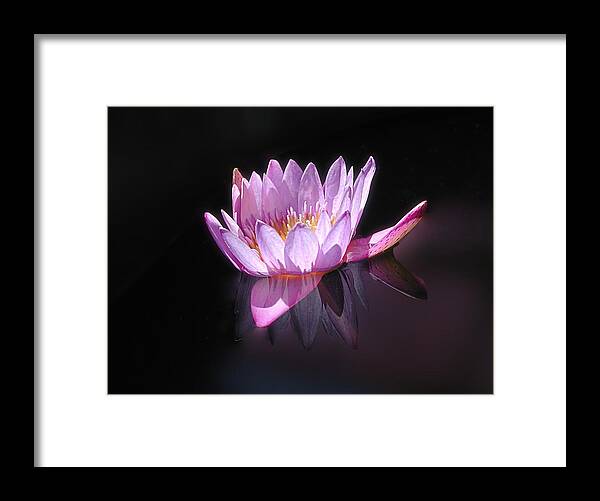 Waterlily Framed Print featuring the photograph Floating Pink Lily by Mike Kling