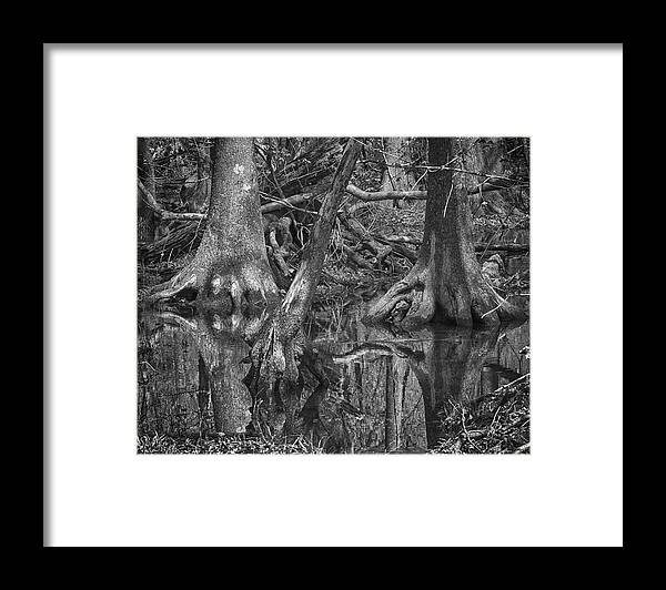 Tree Framed Print featuring the photograph Floating Twins by Alan Raasch