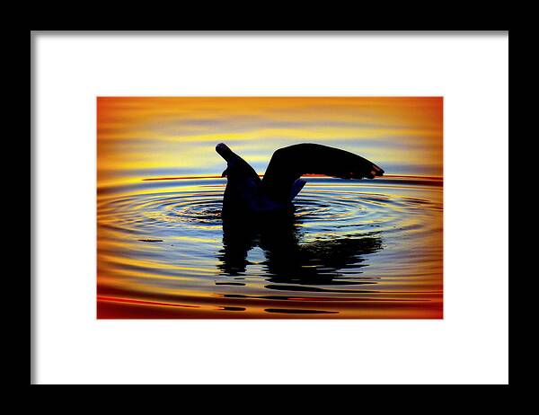 Water Reflections Framed Print featuring the photograph Floating Wings by Karen Wiles