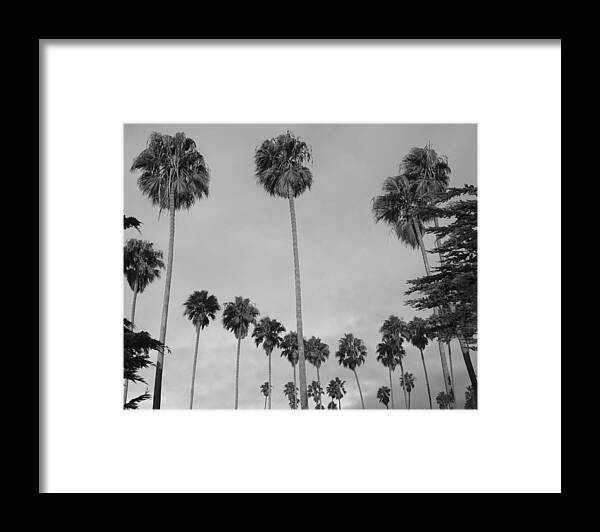 Redondo Beach Framed Print featuring the photograph Flock of Palm Trees by Daniel Schubarth