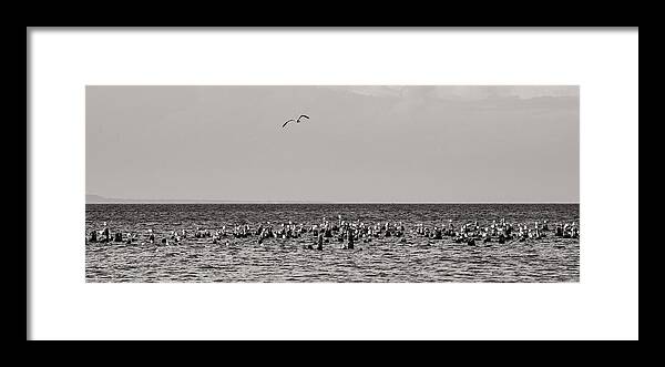 Michigan Framed Print featuring the photograph Flock of Seagulls in Black and White by Sebastian Musial