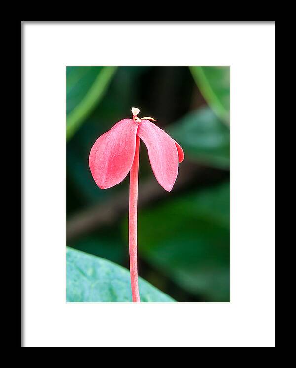 Flower Framed Print featuring the photograph Floppy Petals by Paul Johnson