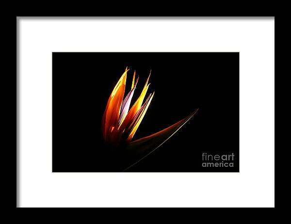 Photography Framed Print featuring the photograph Flor Encendida Detalle by Francisco Pulido