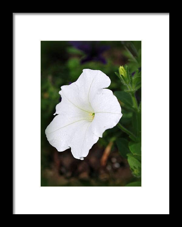 Backyard Framed Print featuring the photograph Flora 1 by Mary Beth Landis