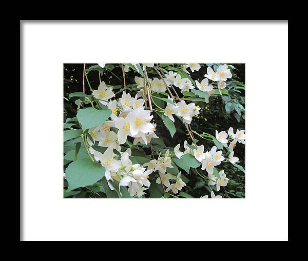 White Framed Print featuring the photograph Floral Cascade by Pema Hou
