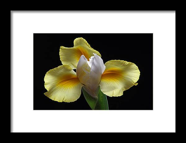 Iris Framed Print featuring the photograph Floral Roar by Juergen Roth