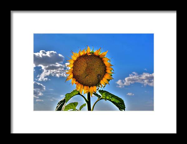 Flower Framed Print featuring the photograph Floral Sunshine by Larry Trupp