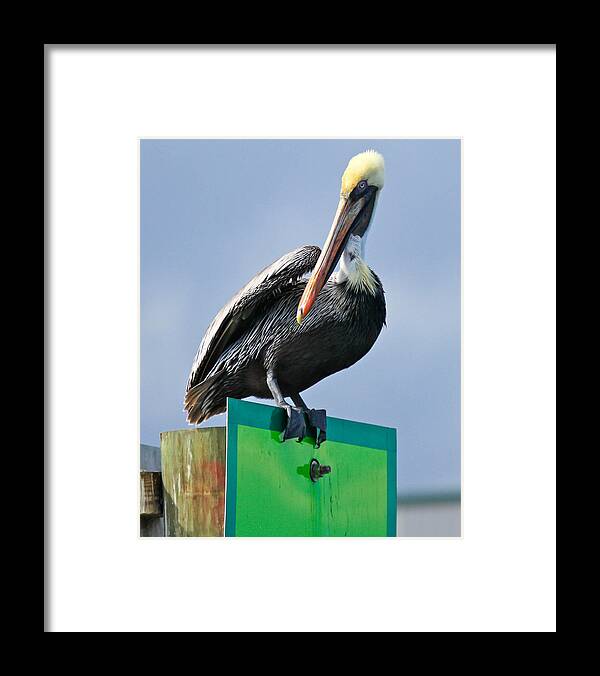 Pelican Framed Print featuring the digital art Floria Pelican by Thomas Kaestner