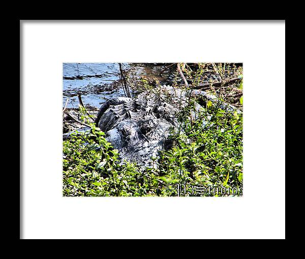 Alligator Framed Print featuring the photograph Florida Gator by Corvus Alyse