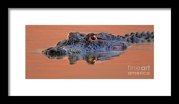 Alligator Framed Print featuring the photograph Alligator for Florida by Luana K Perez