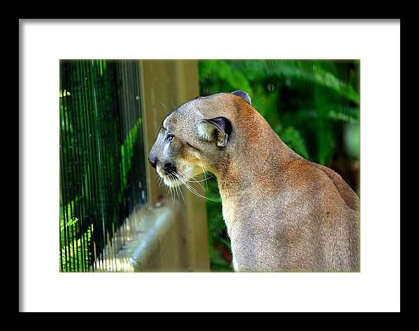 Panthers Framed Print featuring the photograph Florida Panther by Amanda Vouglas