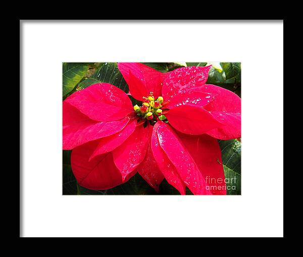 Poinsetta Framed Print featuring the photograph Florida Poinsettta 2 by Judy Via-Wolff