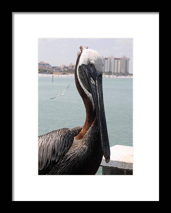 Clearwater Framed Print featuring the photograph Florida's Finest Bird by David Nicholls