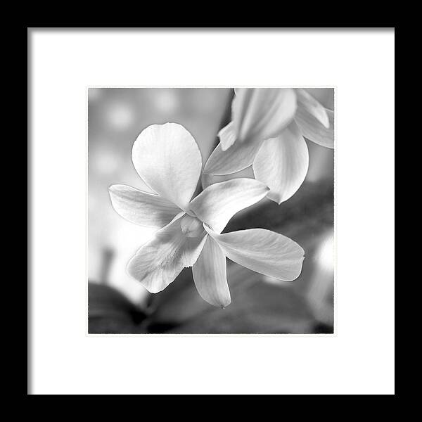 White Orchid Framed Print featuring the photograph White Orchid by Mike McGlothlen