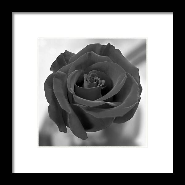 Rose Framed Print featuring the photograph Dark Rose by Mike McGlothlen