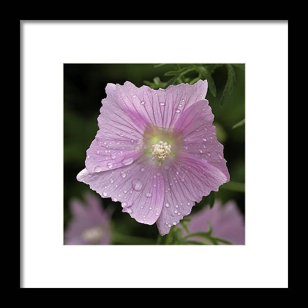 Flower Framed Print featuring the photograph Flower after the shower by David Freuthal