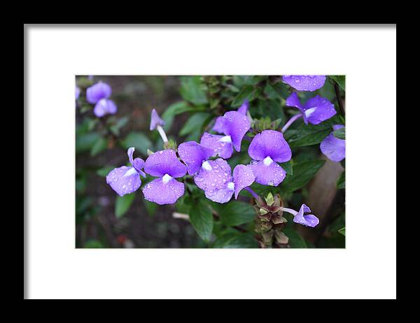 Mountain Framed Print featuring the photograph Flower at Mount Kinabalu by Gosta Eger