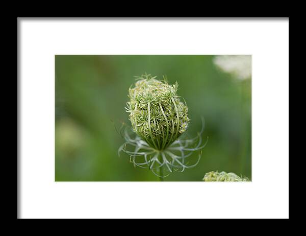Flower Bud Framed Print featuring the photograph Flower Bud by John Hoey