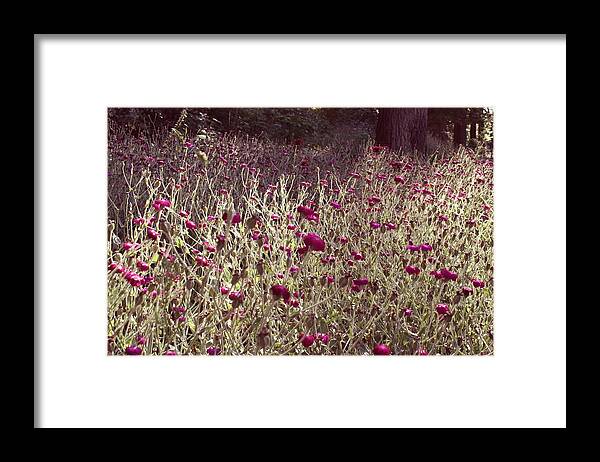 Flowers Framed Print featuring the photograph Flower Field by Alma Yamazaki