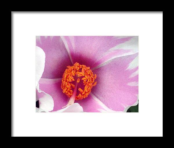 Flower Framed Print featuring the photograph Flower Garden 12 by Pamela Critchlow