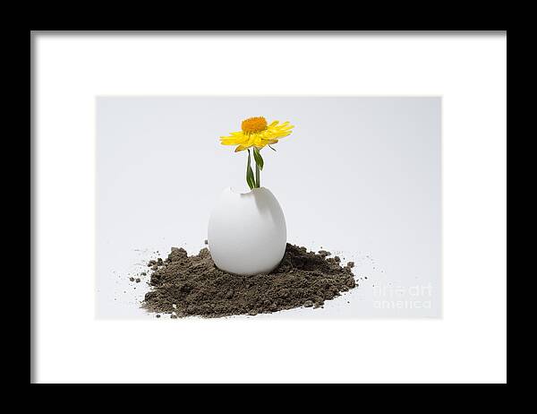 Flower Framed Print featuring the photograph Flower growing in a egg by Mats Silvan