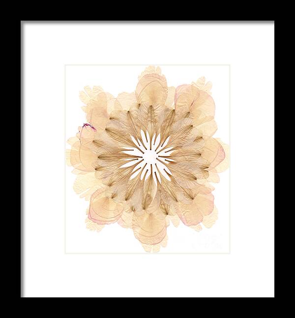 Flower Framed Print featuring the mixed media Flower Mandala 2 by Michelle Bien