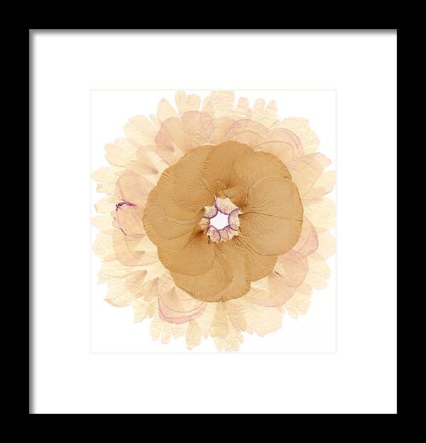 Flower Framed Print featuring the photograph Flower Mandala 5 by Michelle Bien