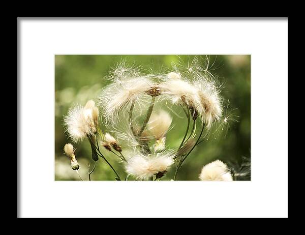 Heart Framed Print featuring the photograph Flower of love by Danielle Allard