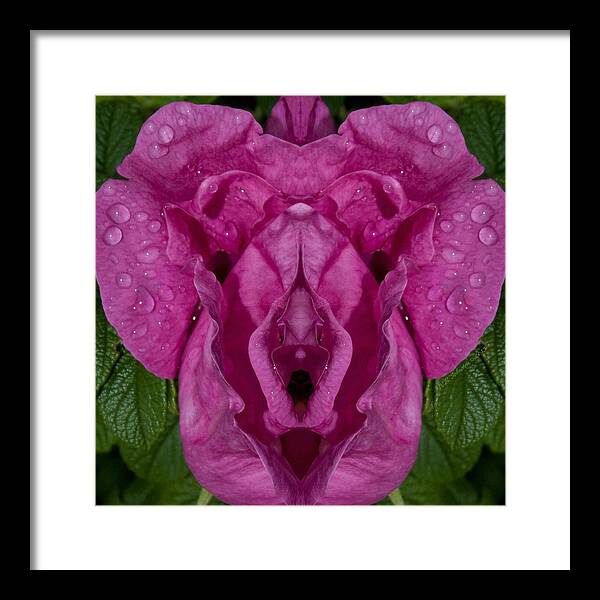 Rose Framed Print featuring the photograph Flower of Venus 2 by WB Johnston