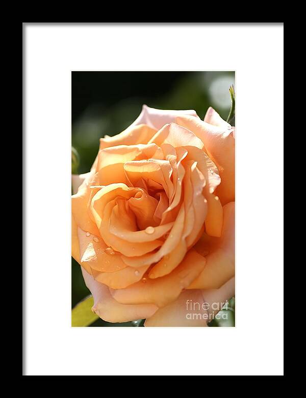 Flower Framed Print featuring the photograph Flower-orange-rose by Joy Watson