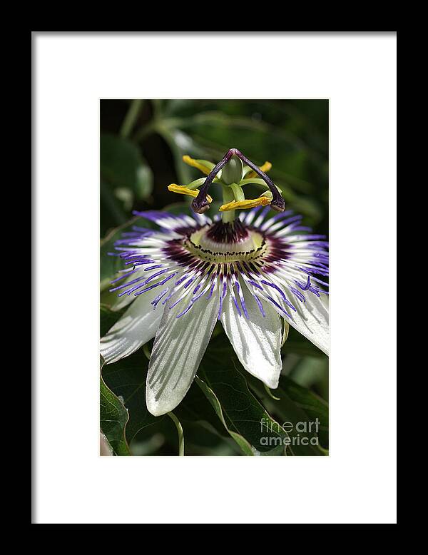 Flower Framed Print featuring the photograph flower-Passionfruit by Joy Watson
