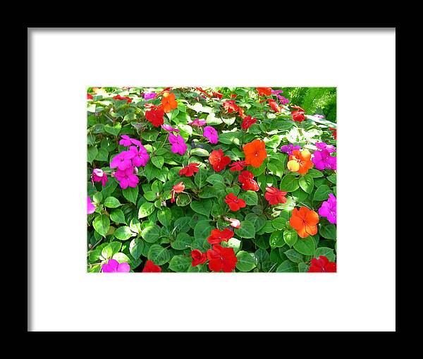 Digital Art Framed Print featuring the photograph Flower Patch by Jean Wolfrum
