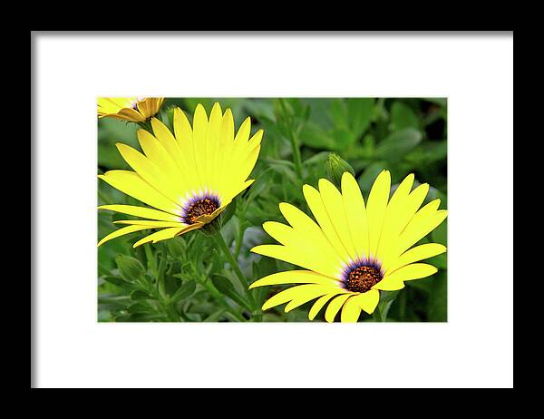 Garden Flowers Framed Print featuring the photograph Flower Power by Ed Riche