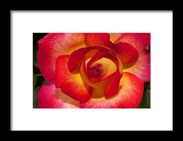 Rose Framed Print featuring the photograph Flower Power by Phyllis Denton